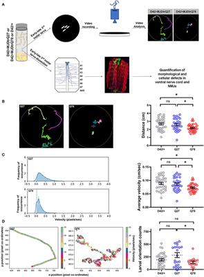 Glutamatergic Synapse Dysfunction in Drosophila Neuromuscular Junctions Can Be Rescued by Proteostasis Modulation